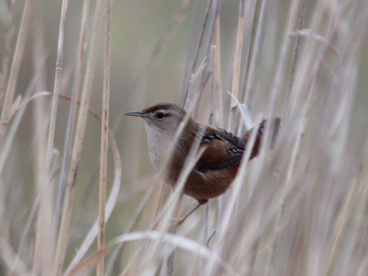 Marsh Wren - ML634008298