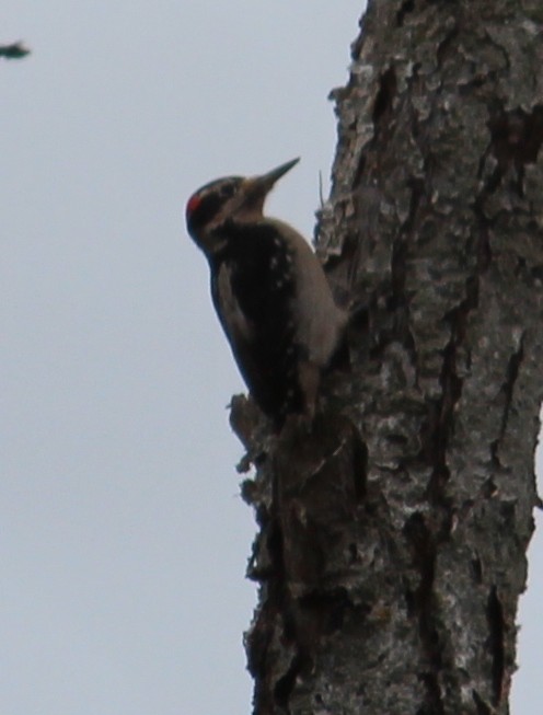 Hairy Woodpecker - ML634008299