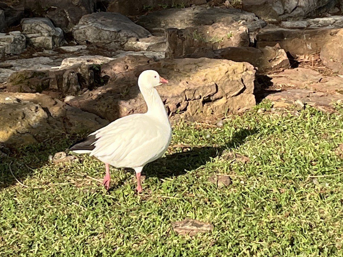 Ross's Goose - ML634008683