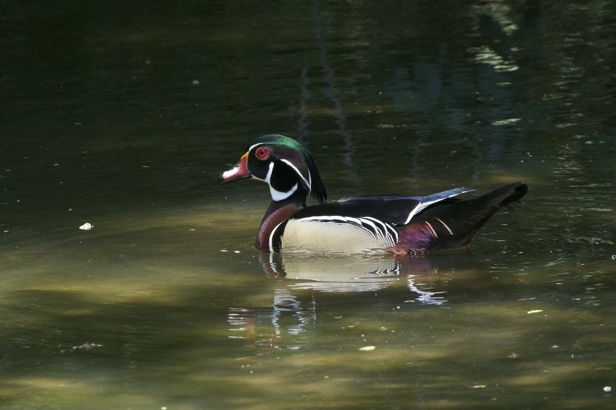 Wood Duck - ML634008733