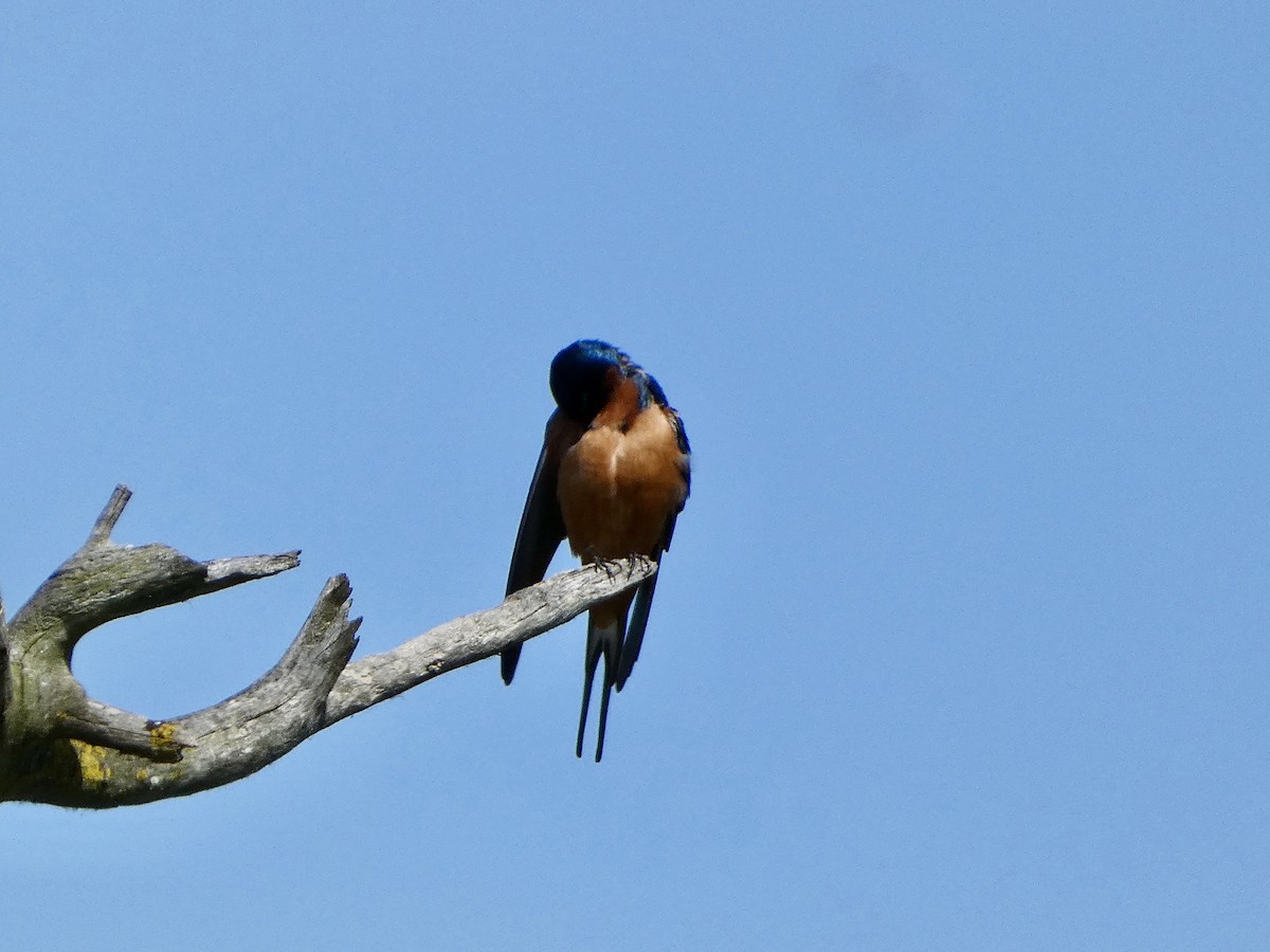 Ластівка сільська - ML634008795