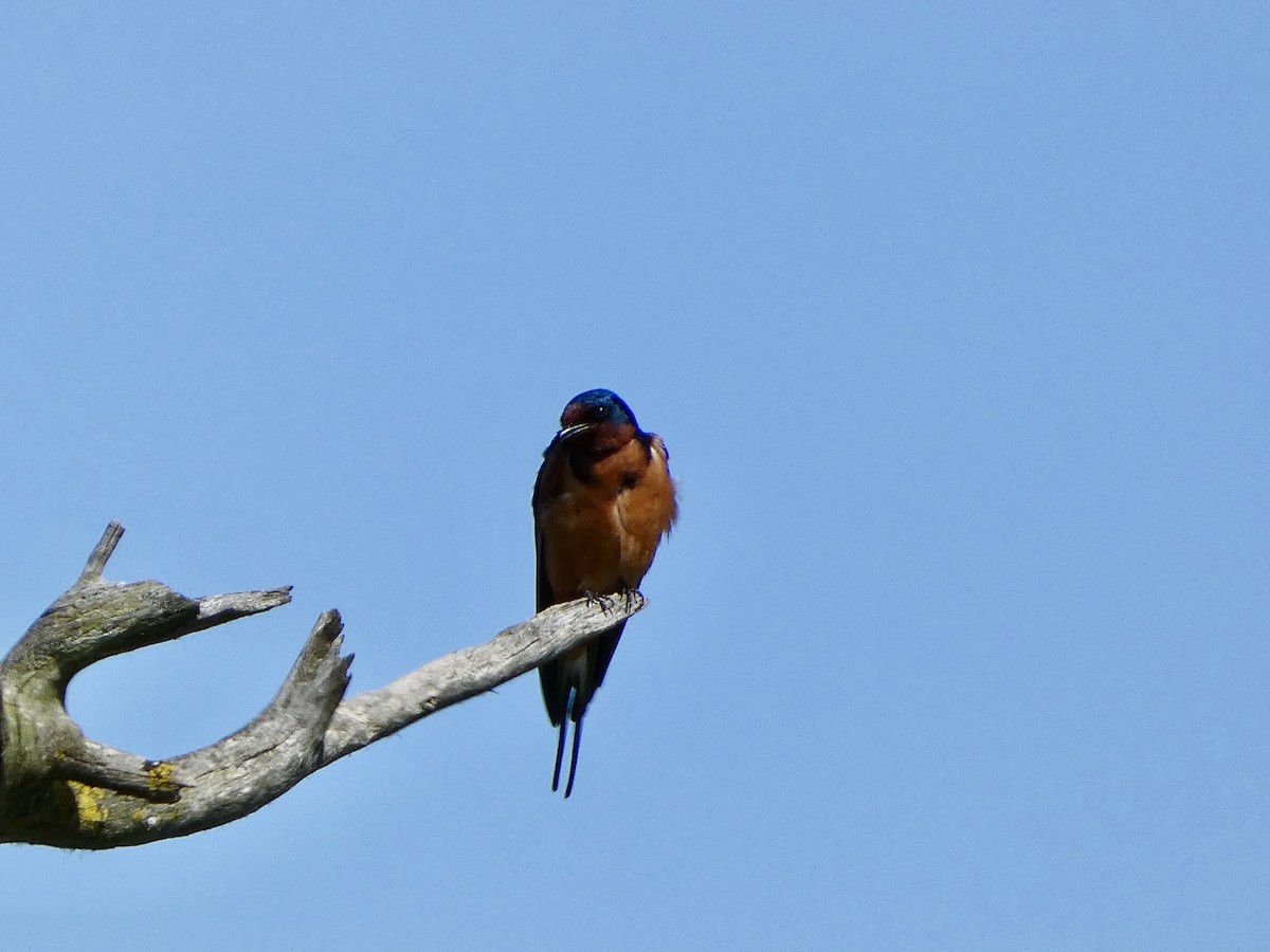 Ластівка сільська - ML634008800