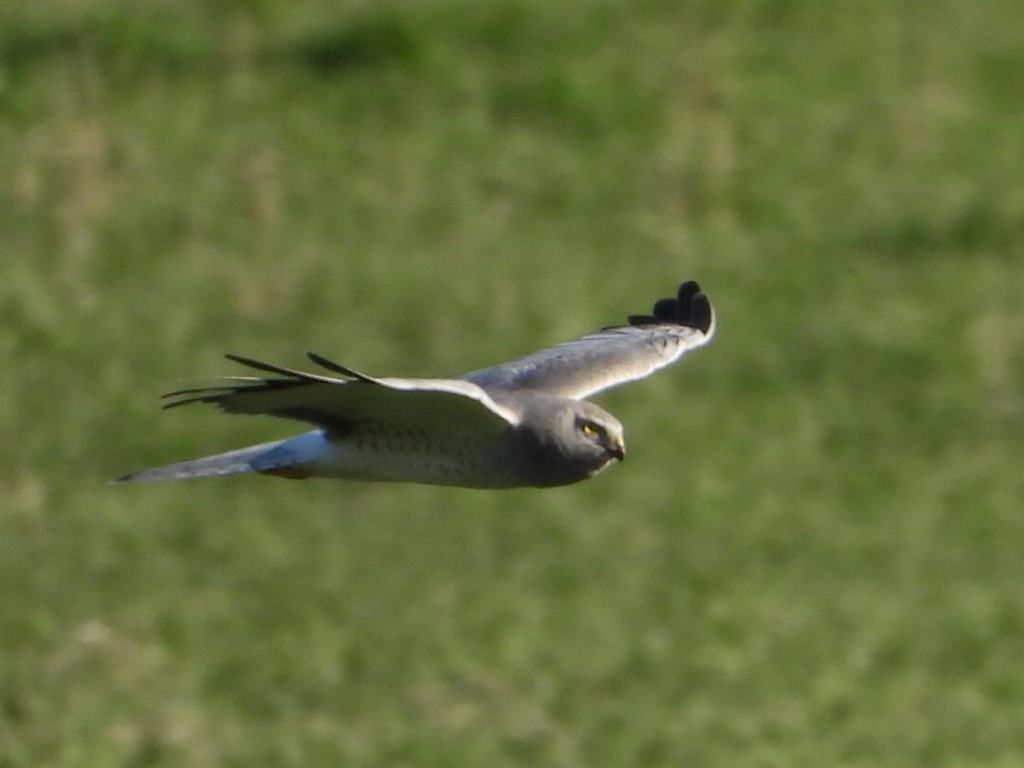 Northern Harrier - ML634008898