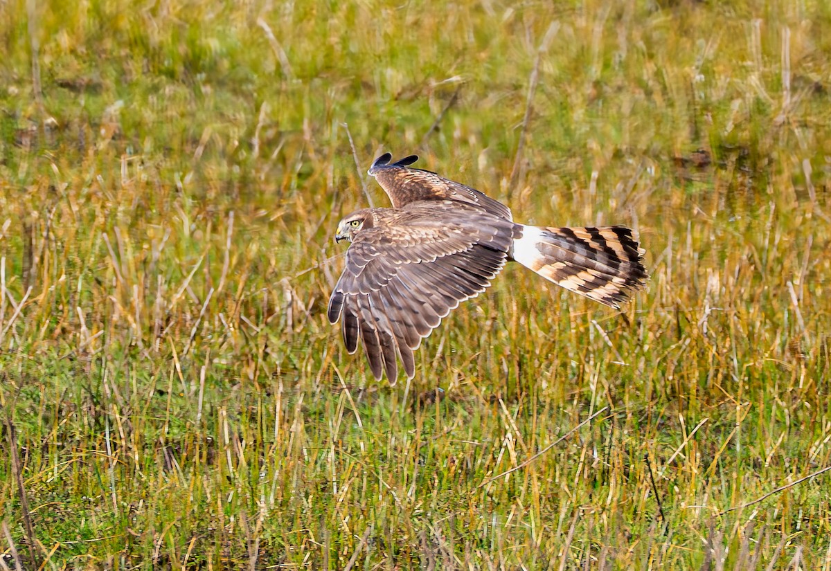 Northern Harrier - ML634009003