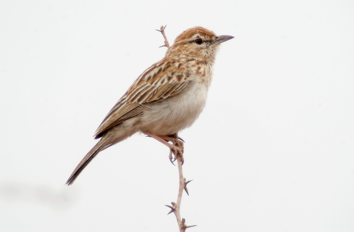 Gillett's Lark - ML634009157
