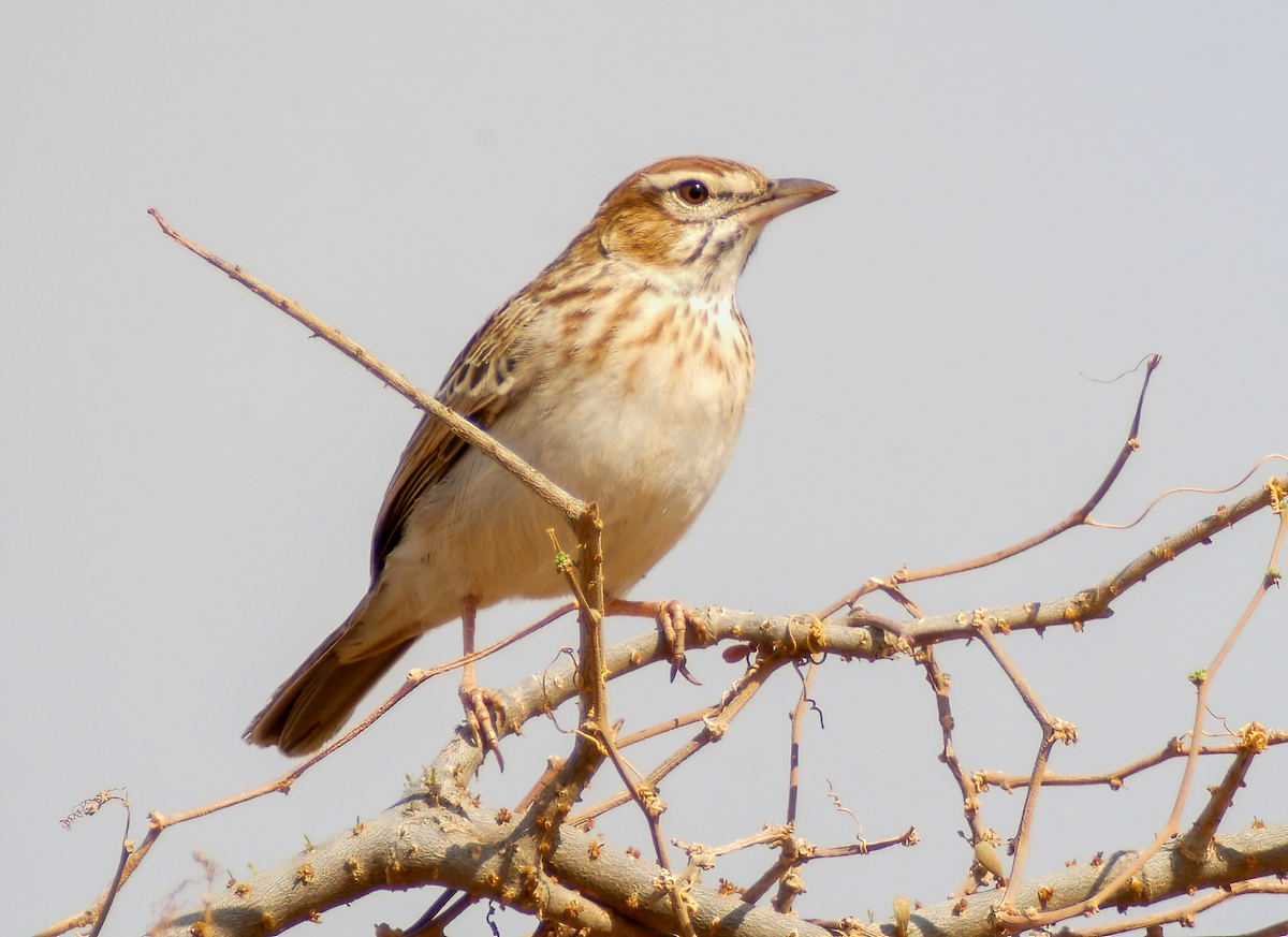 Gillett's Lark - ML634009180