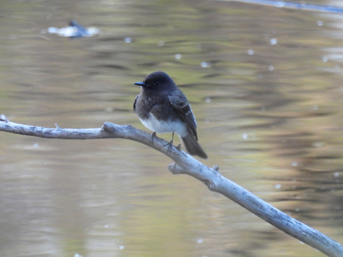 Black Phoebe - ML634009239
