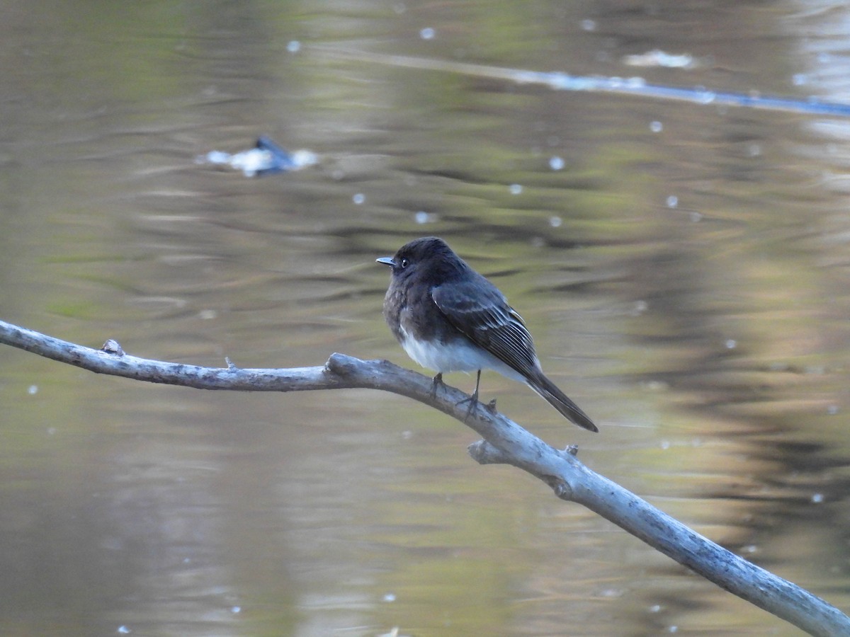 Black Phoebe - ML634009240