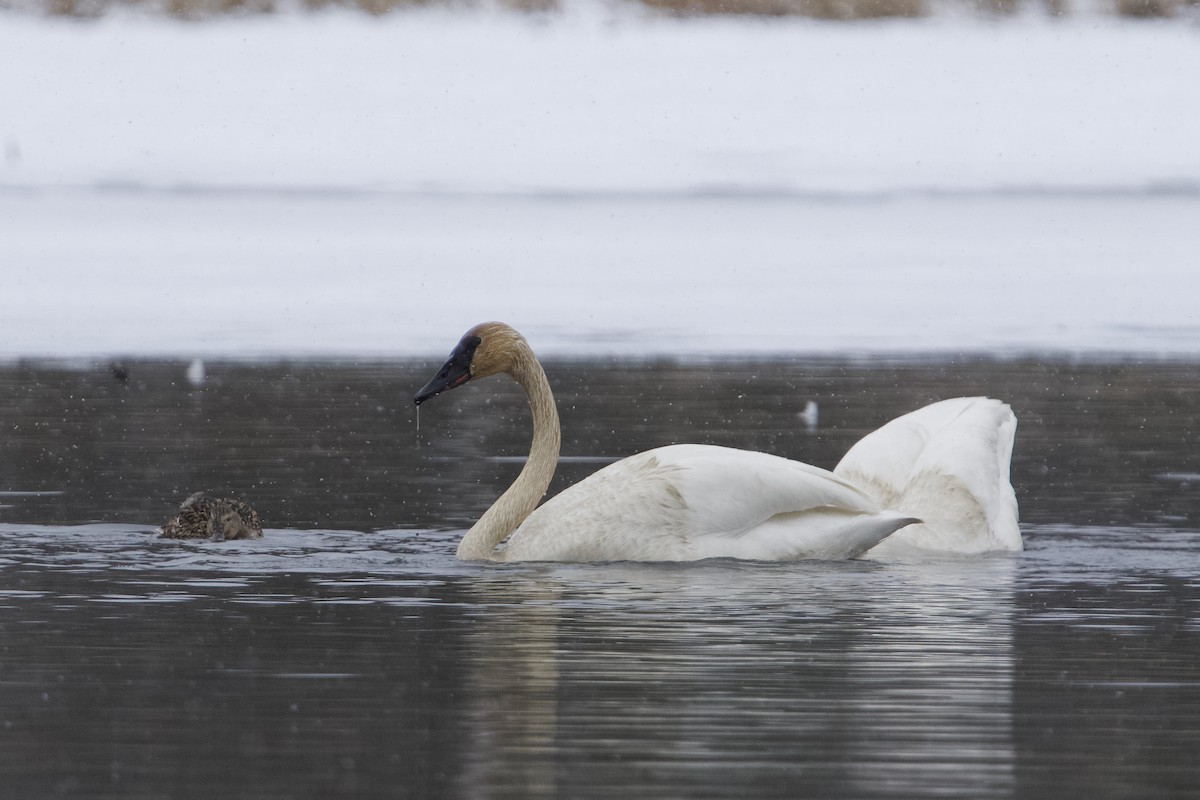 Trumpeter Swan - ML634009321