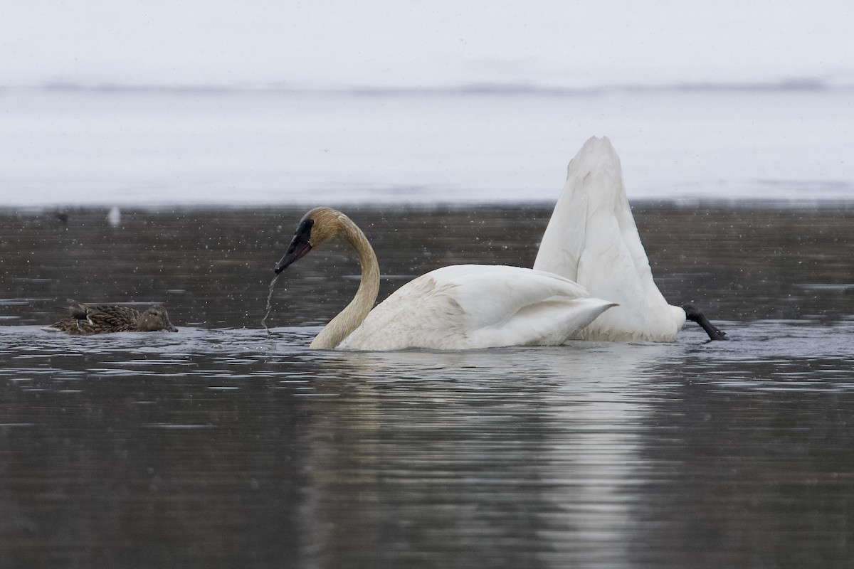 Trumpeter Swan - ML634009322