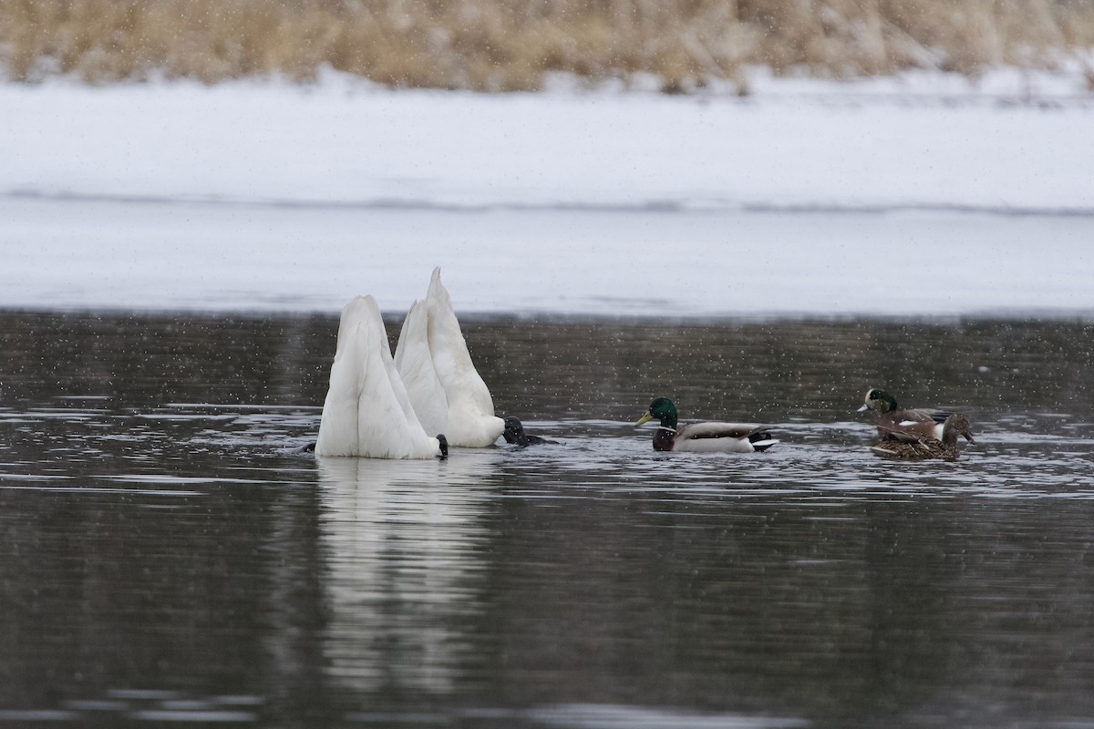 Trumpeter Swan - ML634009323