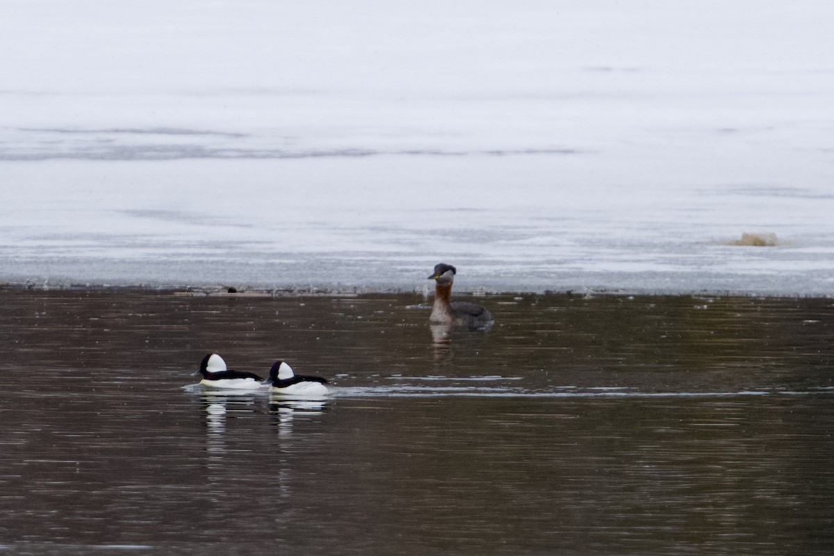 Red-necked Grebe - ML634009335