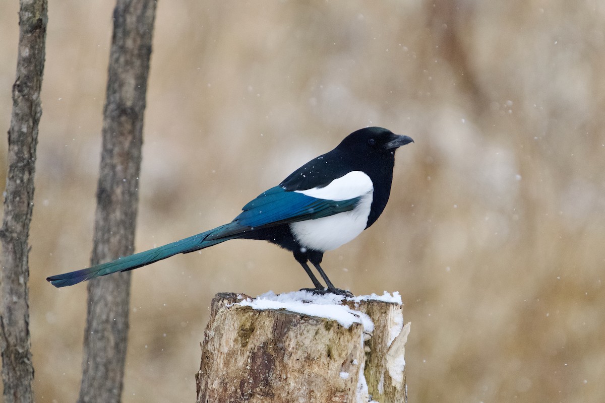 Black-billed Magpie - ML634009380