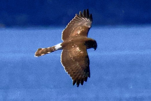 Northern Harrier - ML634009429