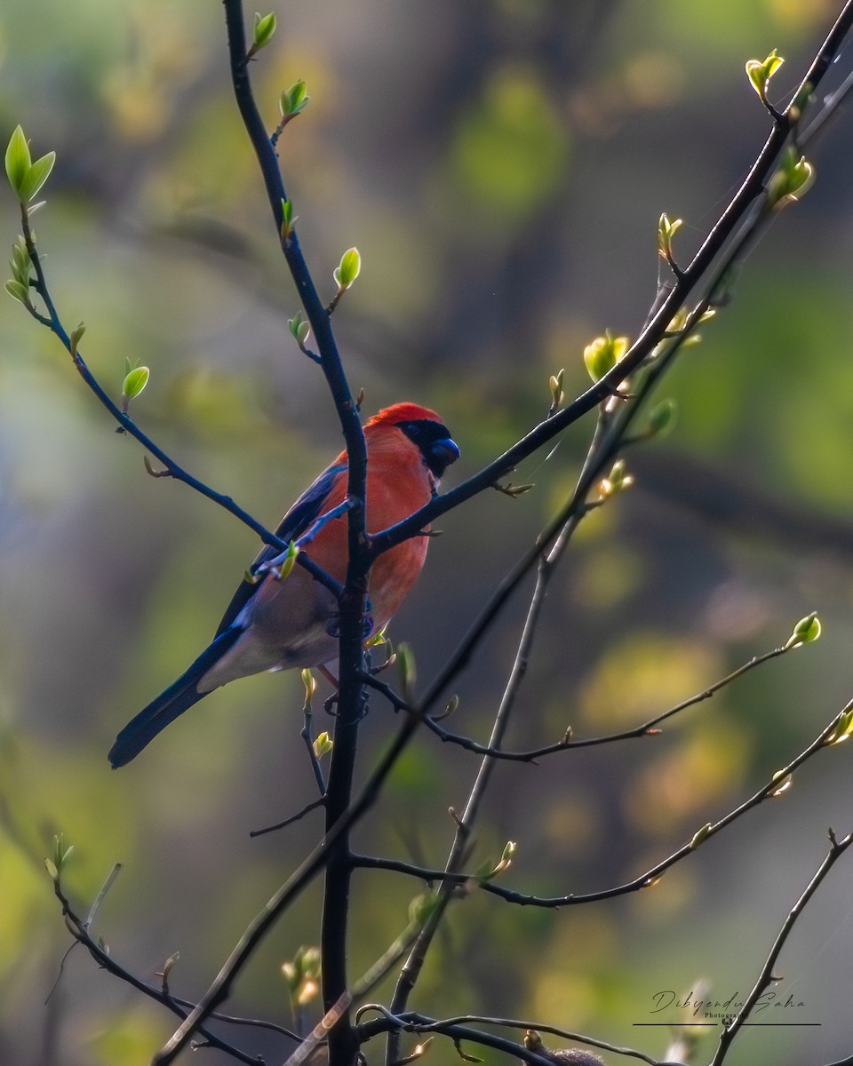 Red-headed Bullfinch - ML634009592