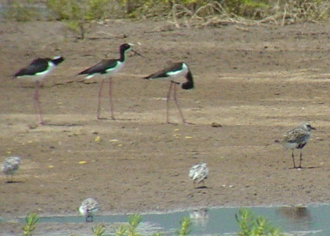 Black-bellied Plover - ML63400961