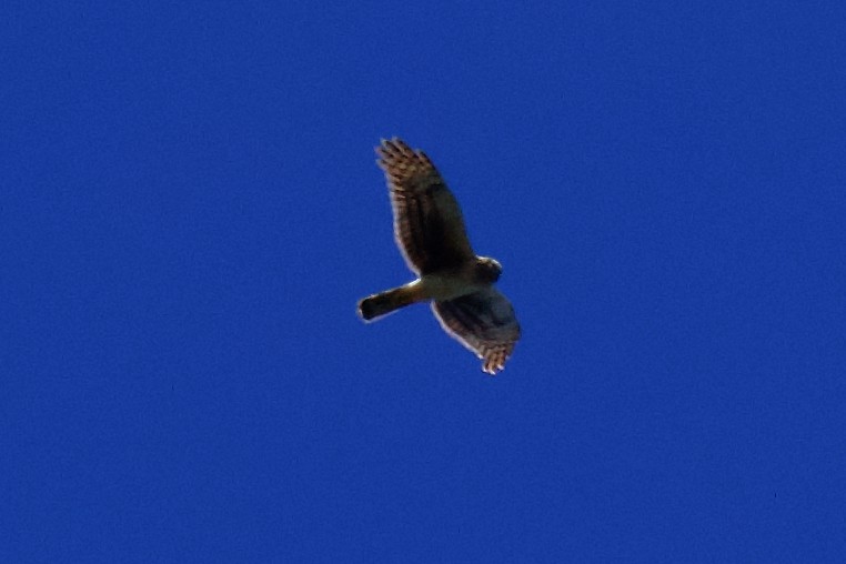 Northern Harrier - ML634009644