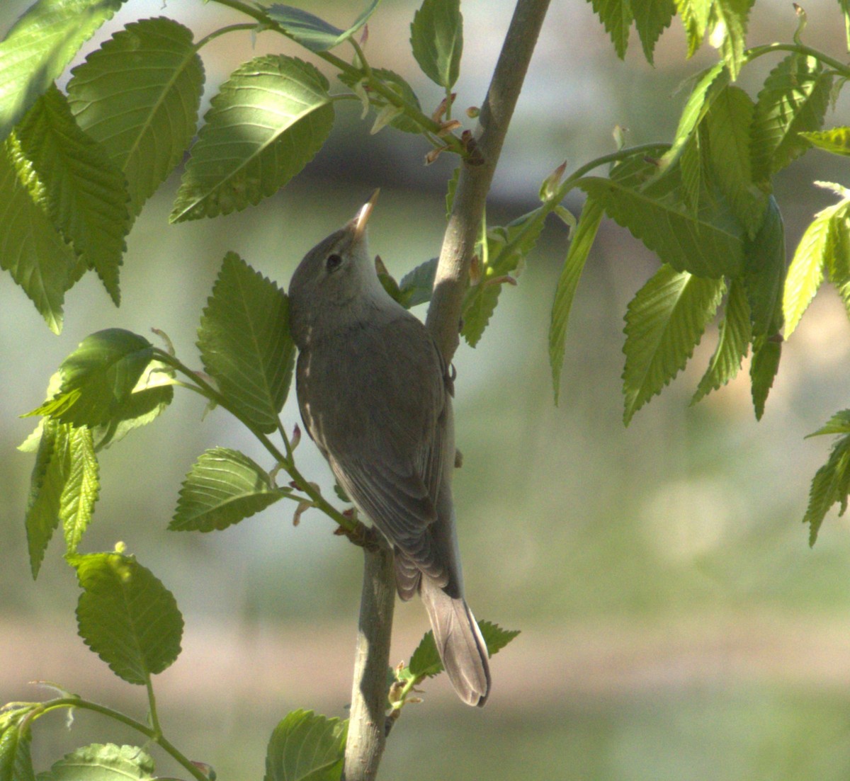 Eastern Olivaceous Warbler - ML634009683