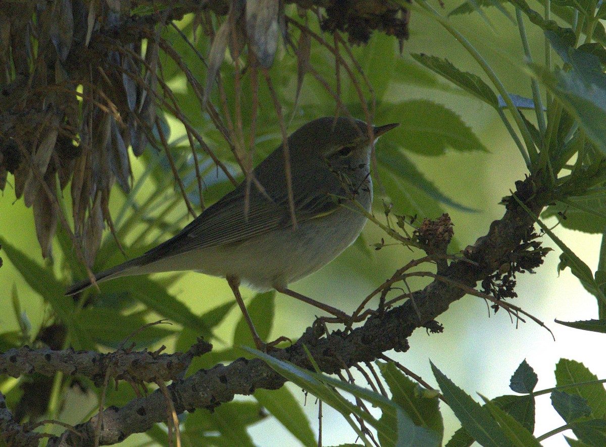 Willow Warbler - ML634009686