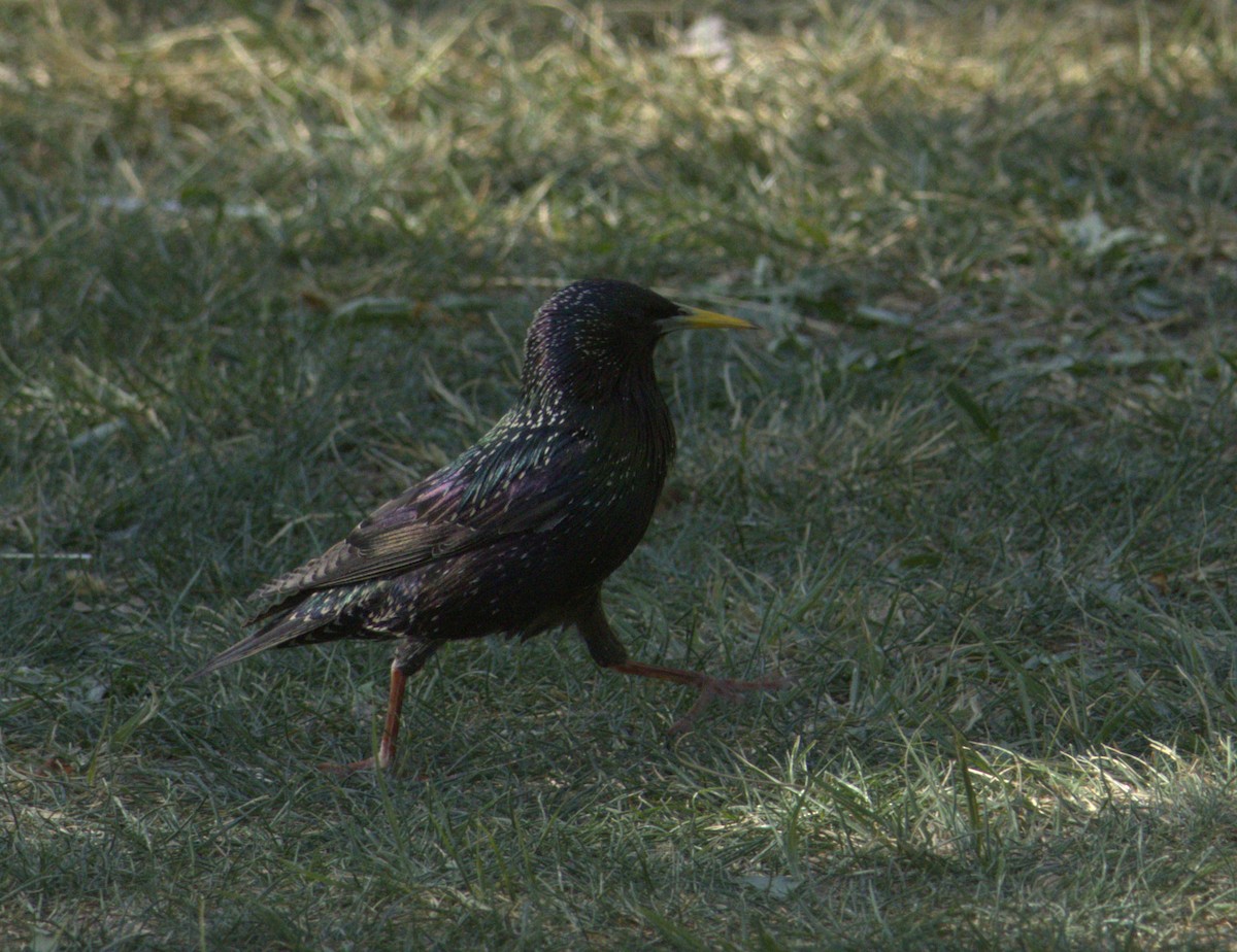 European Starling - ML634009691