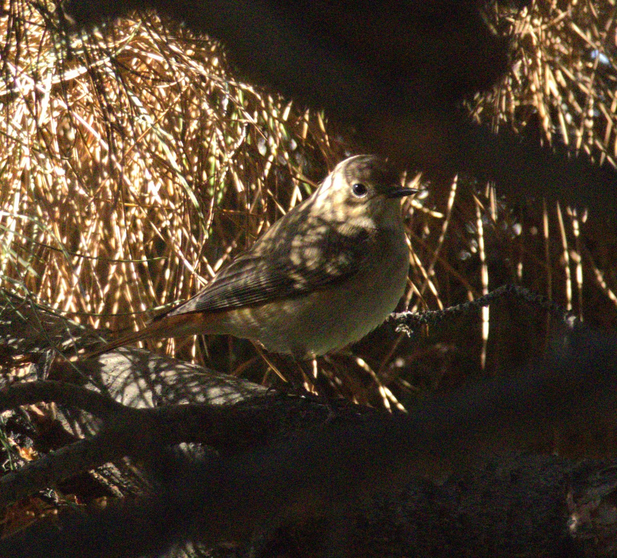 Common Redstart - ML634009692