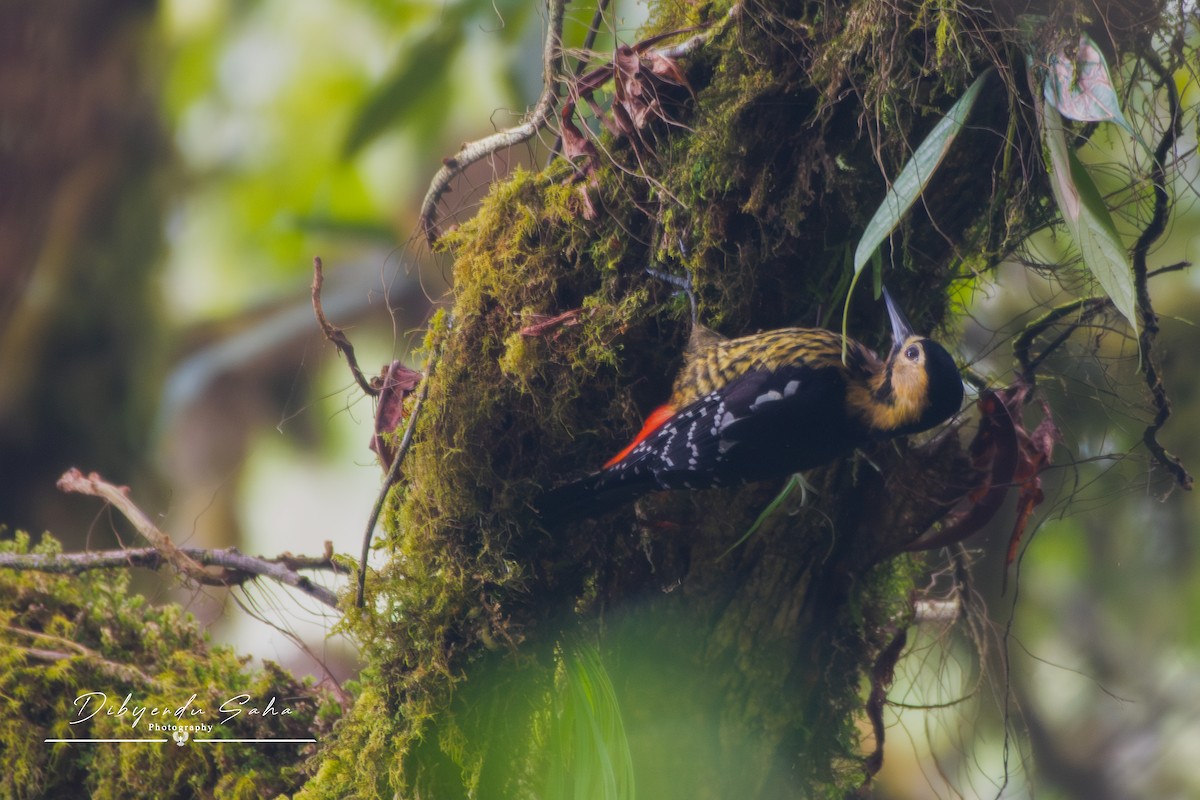 Darjeeling Woodpecker - ML634009734