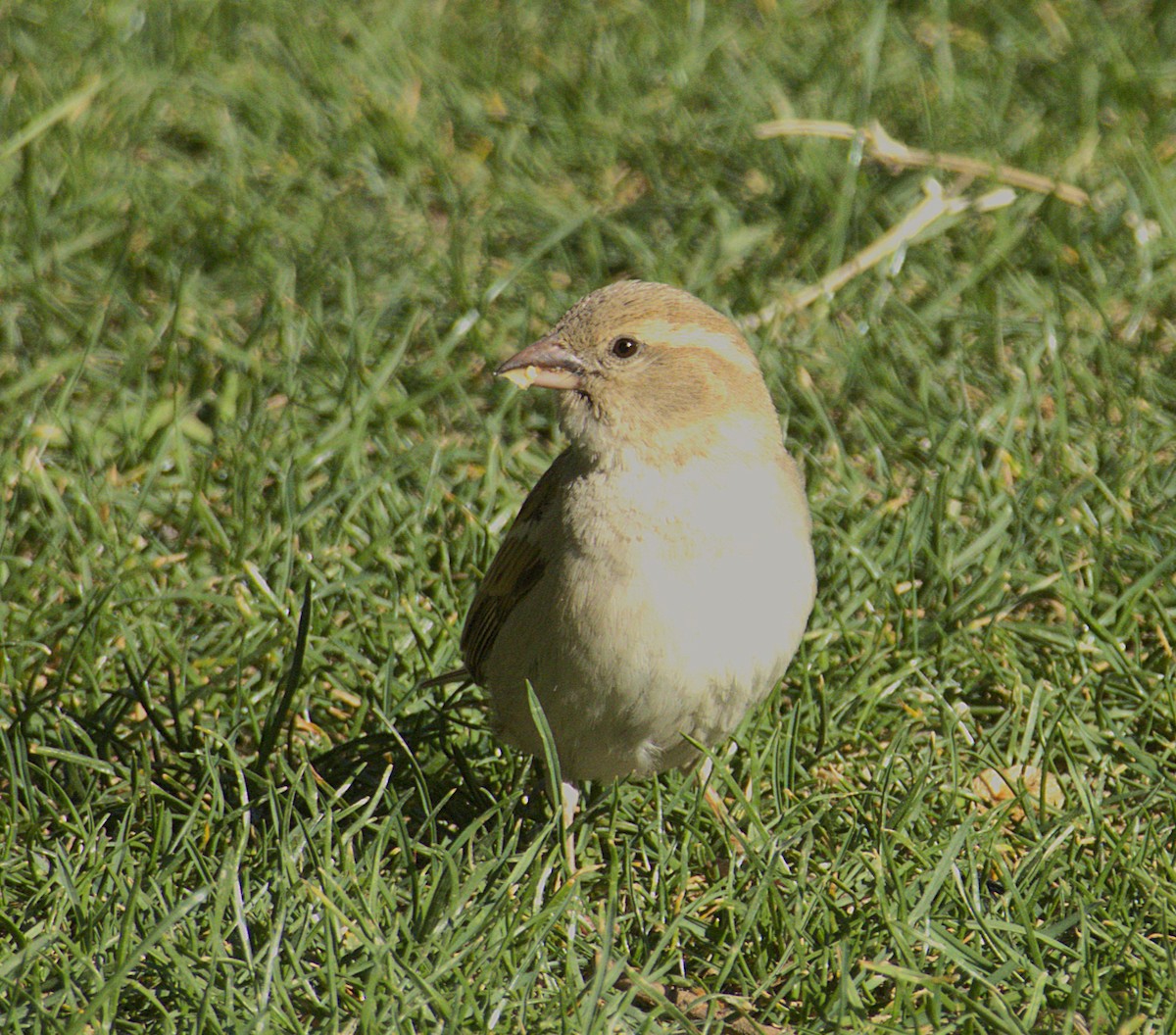 House Sparrow - ML634009793
