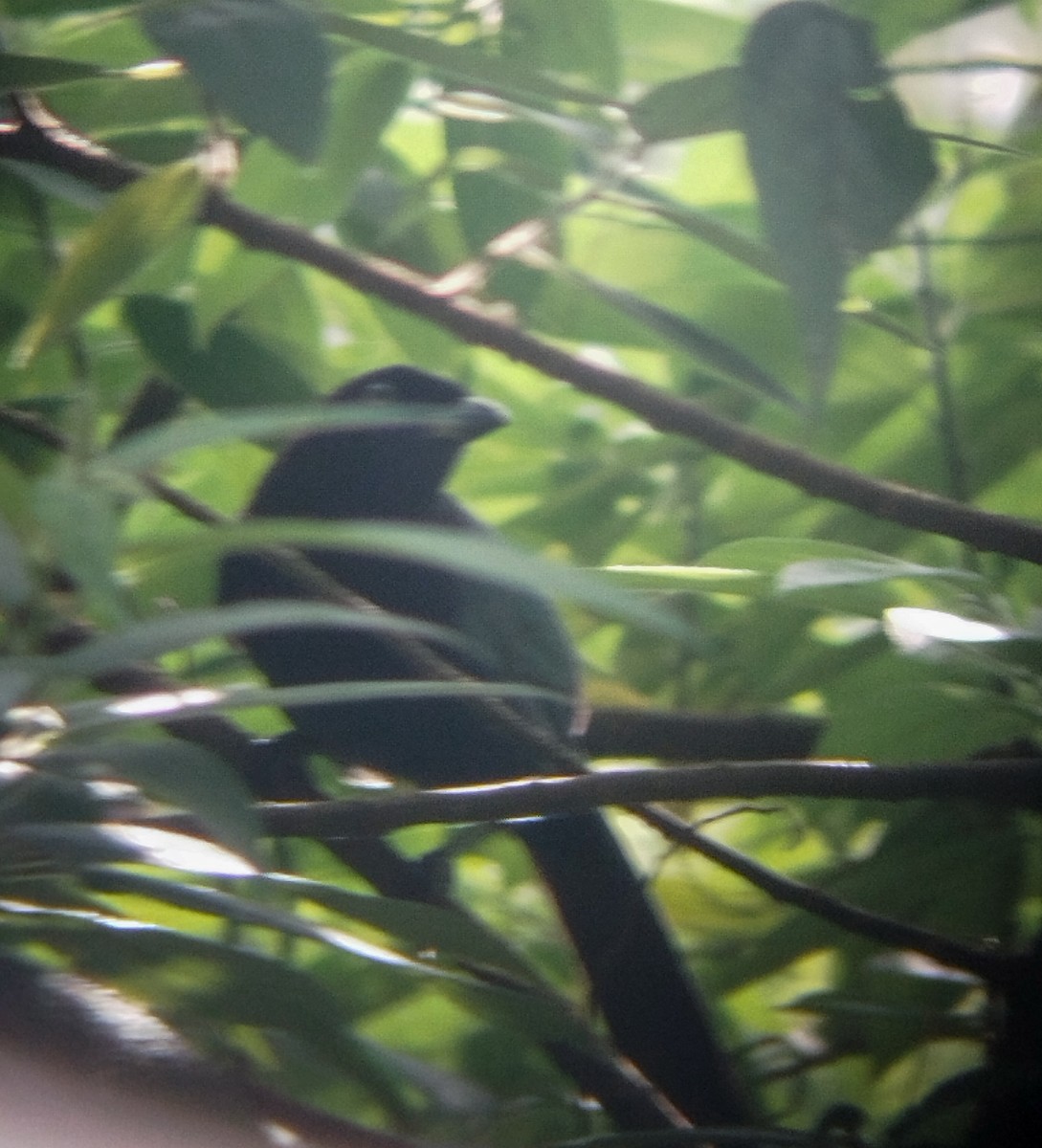 Bushy-crested Jay - ML634009894