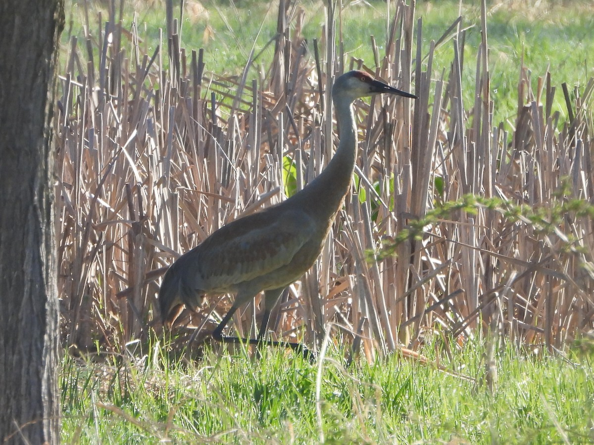 Sandhill Crane - ML634009911
