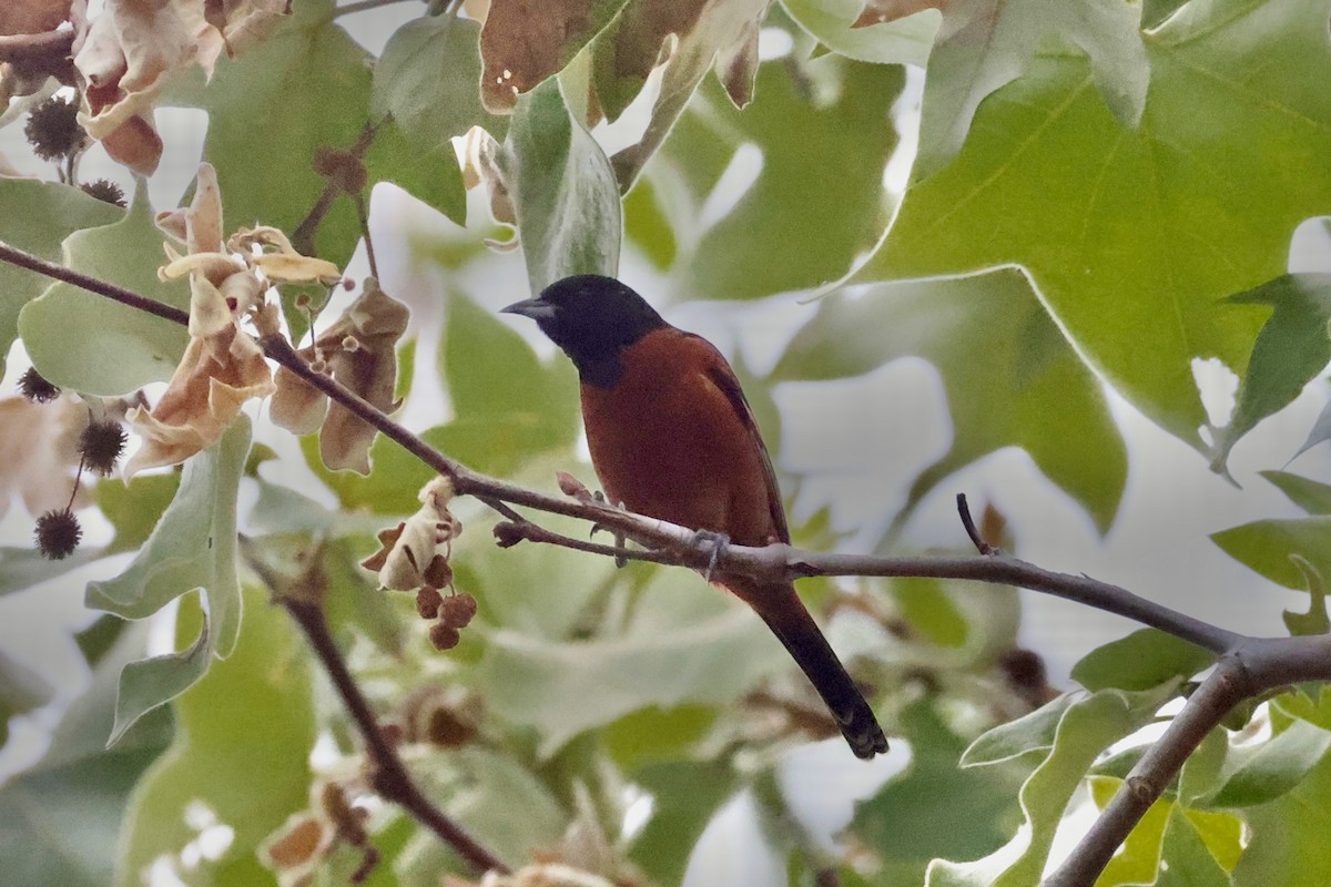 Orchard Oriole - ML634009960