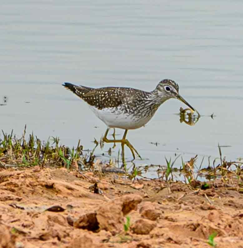 Solitary Sandpiper - ML634009996