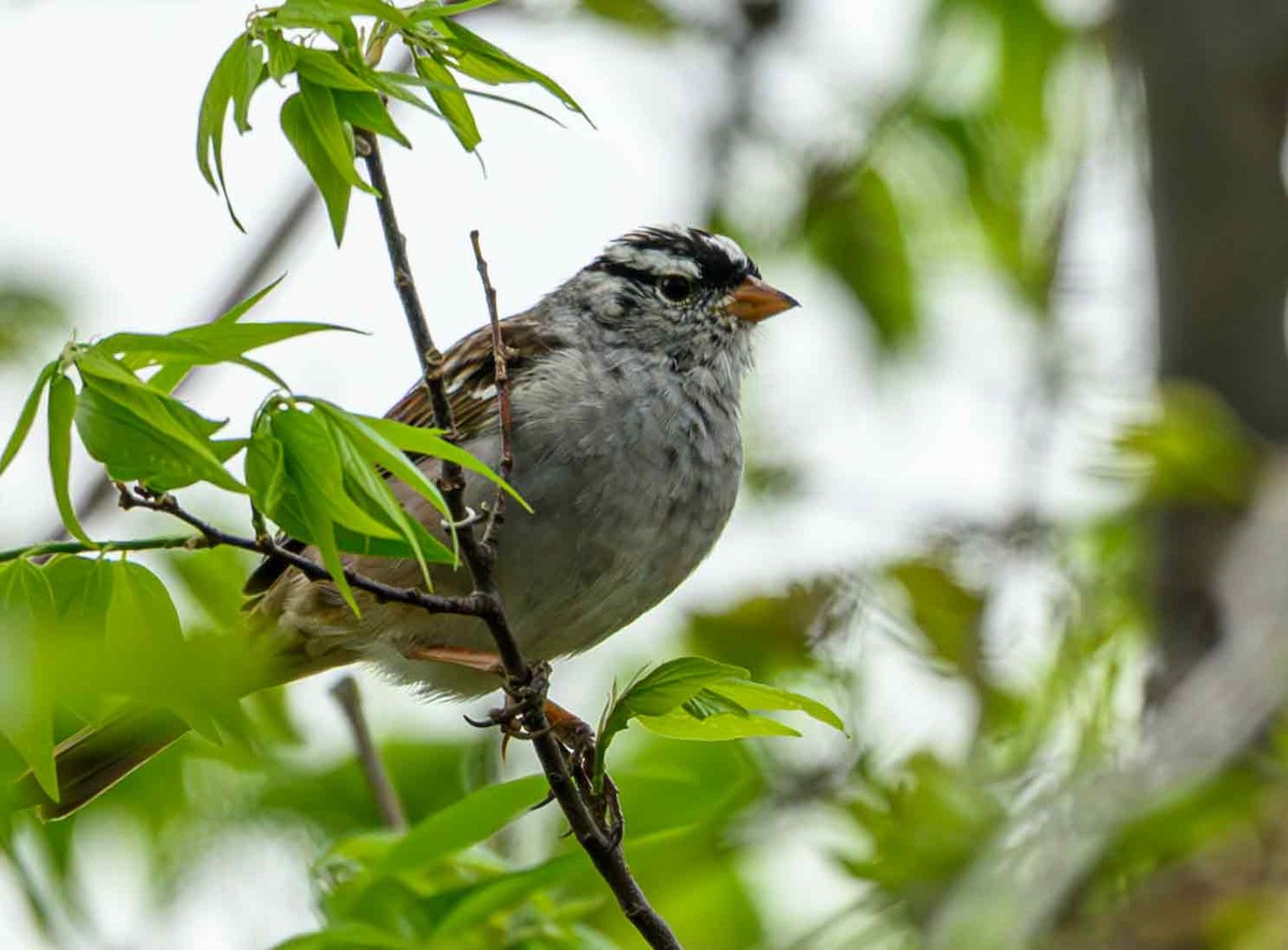 White-crowned Sparrow - ML634010010