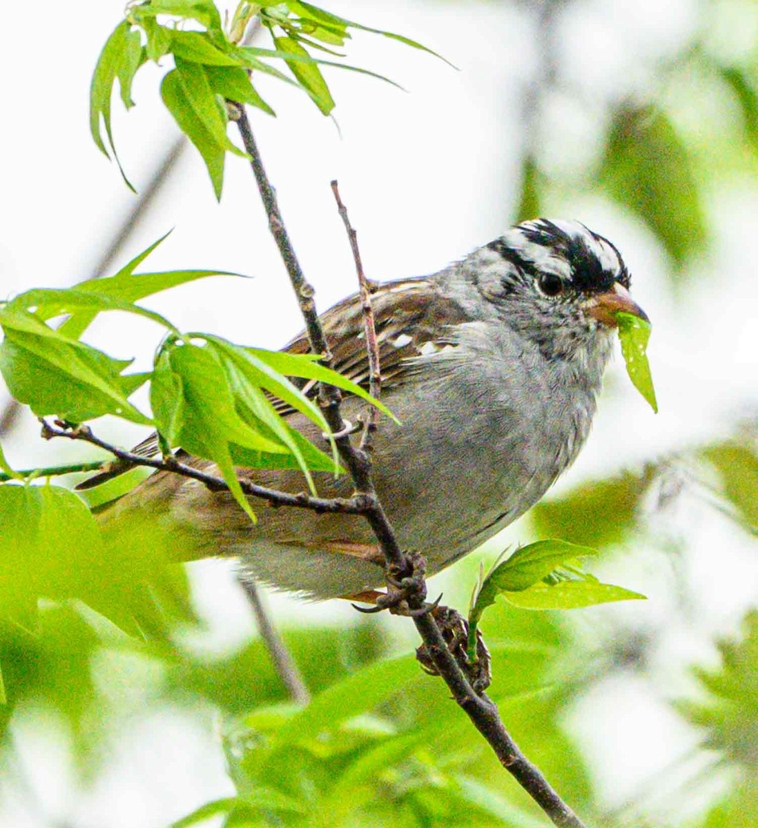 White-crowned Sparrow - ML634010014