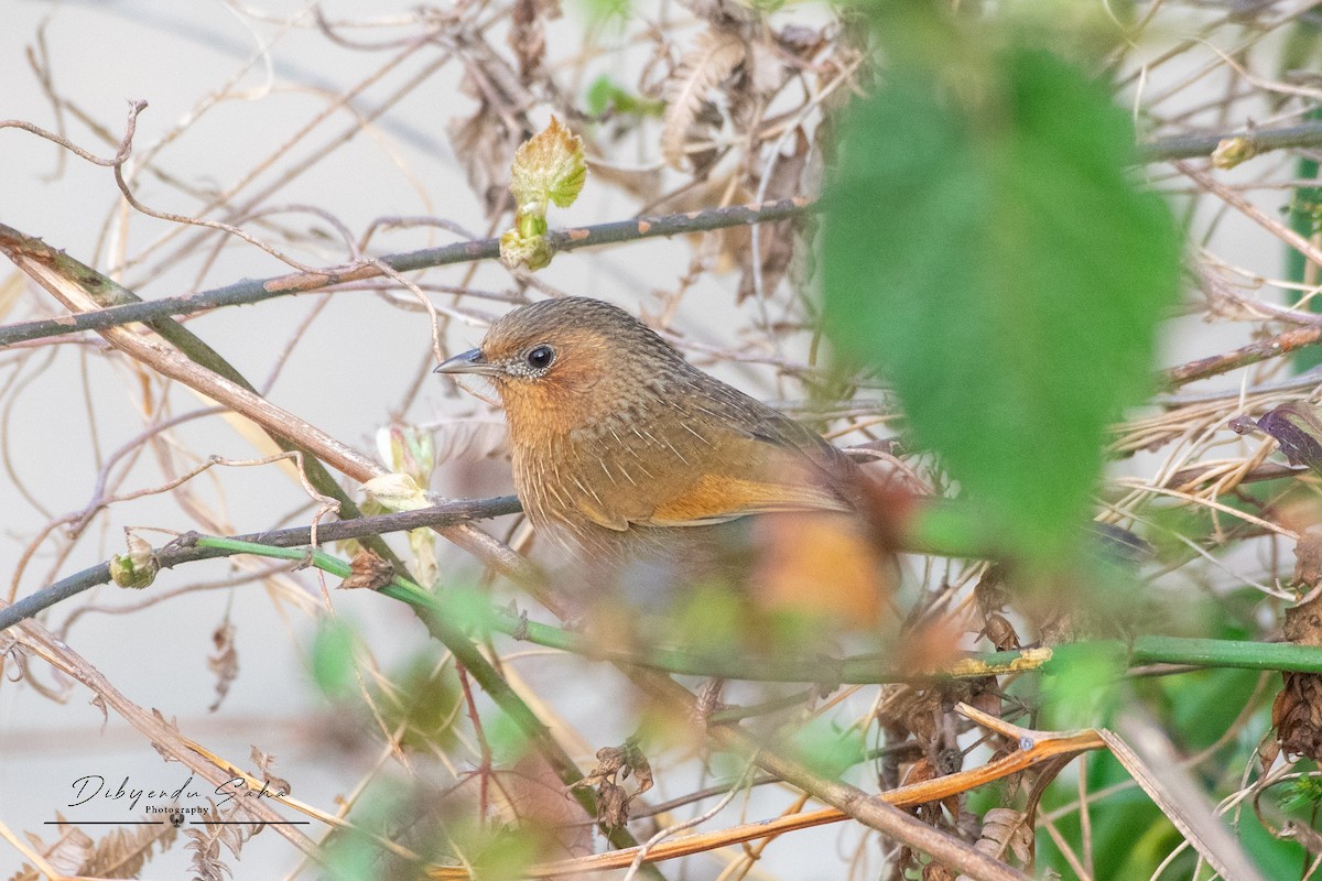 Streaked Laughingthrush - ML634010245
