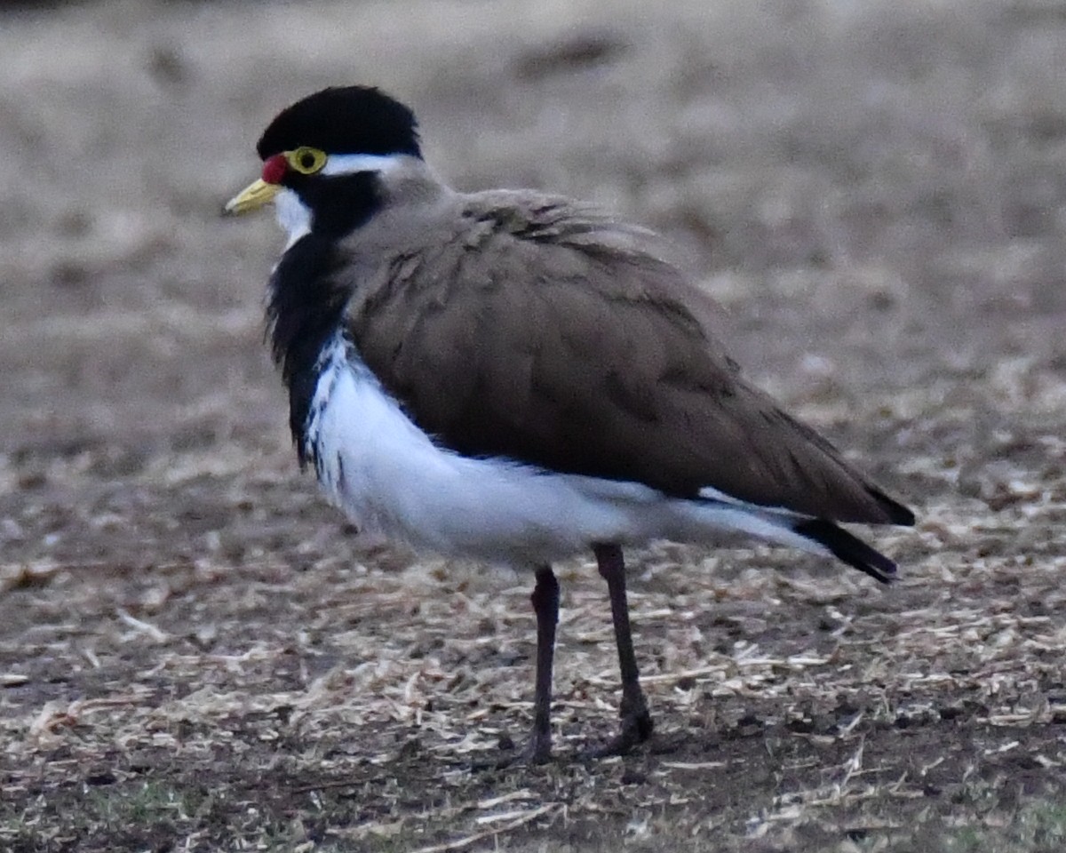 Banded Lapwing - ML634010327