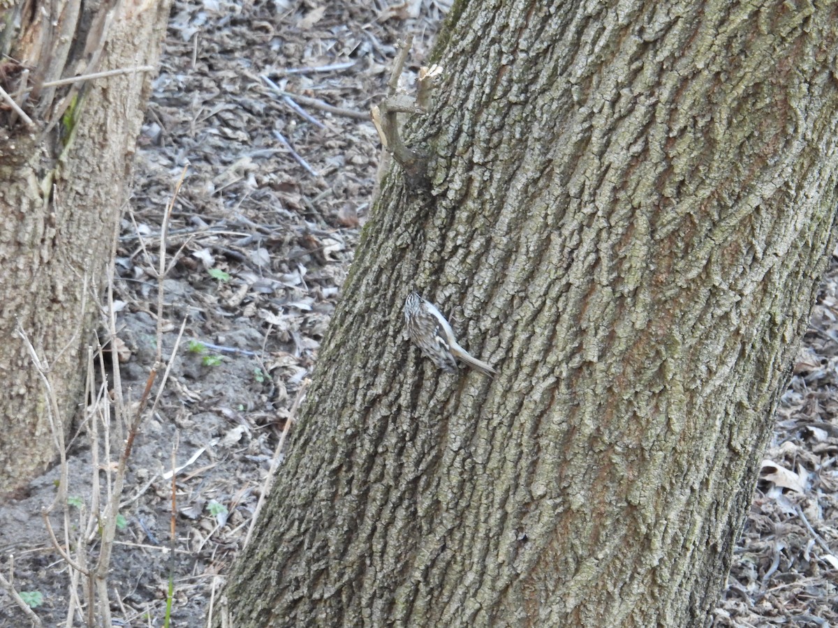 eBird Checklist - 17 Apr 2025 - Toronto--Blythwood Ravine Park - 4 ...