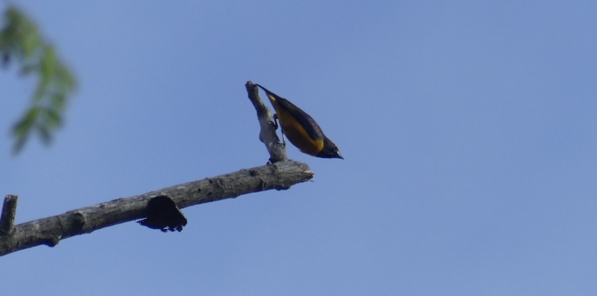 Orange-crowned Euphonia - ML634010415