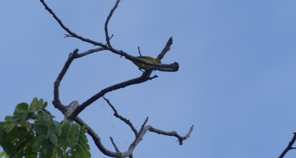 Orange-crowned Euphonia - ML634010416