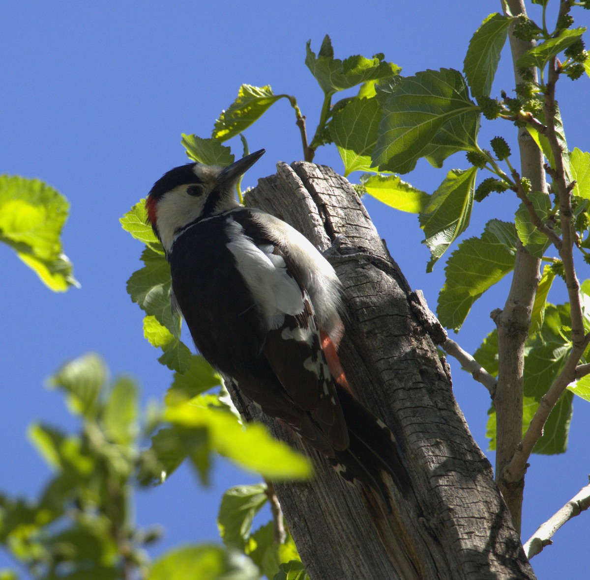Syrian Woodpecker - ML634010551