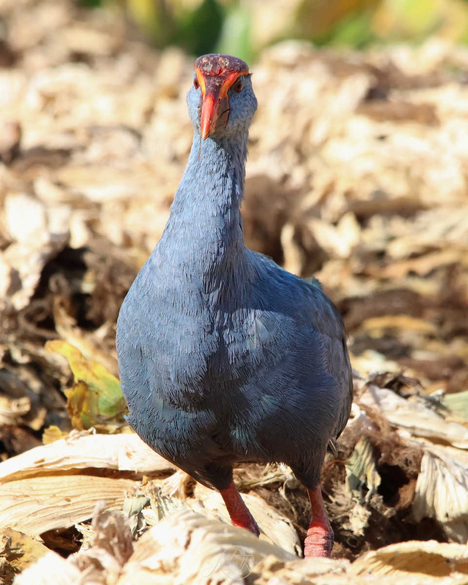 Philippine Swamphen - ML634010592