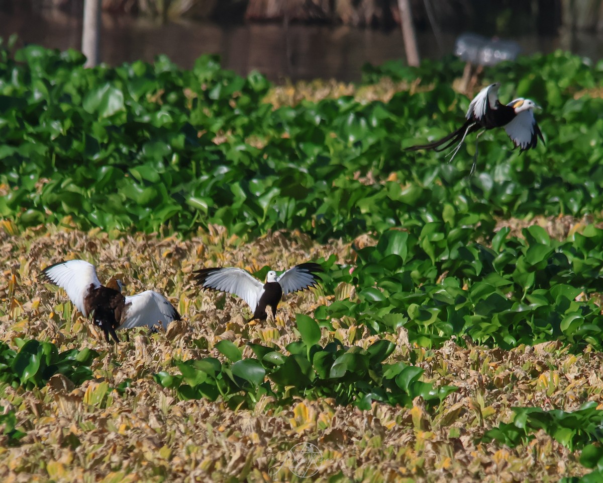 Pheasant-tailed Jacana - ML634010595