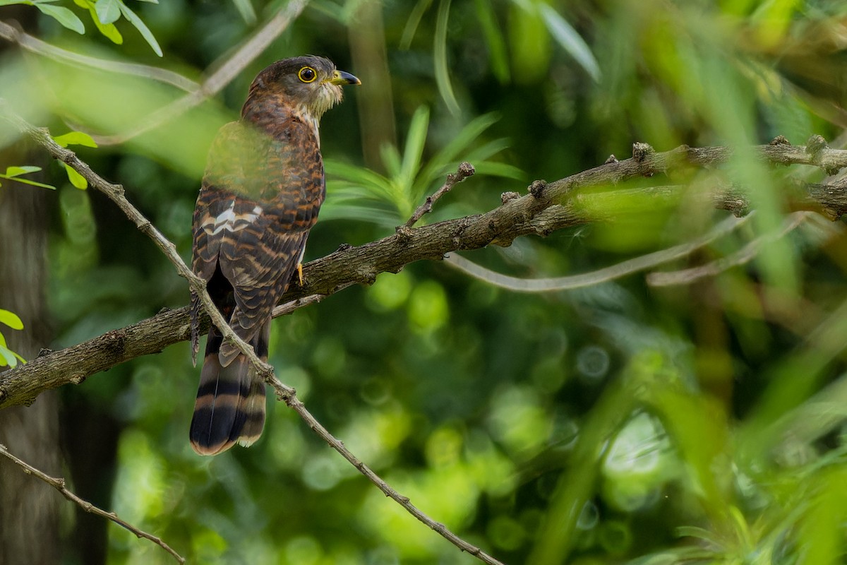 Hodgson's Hawk-Cuckoo - ML634010714