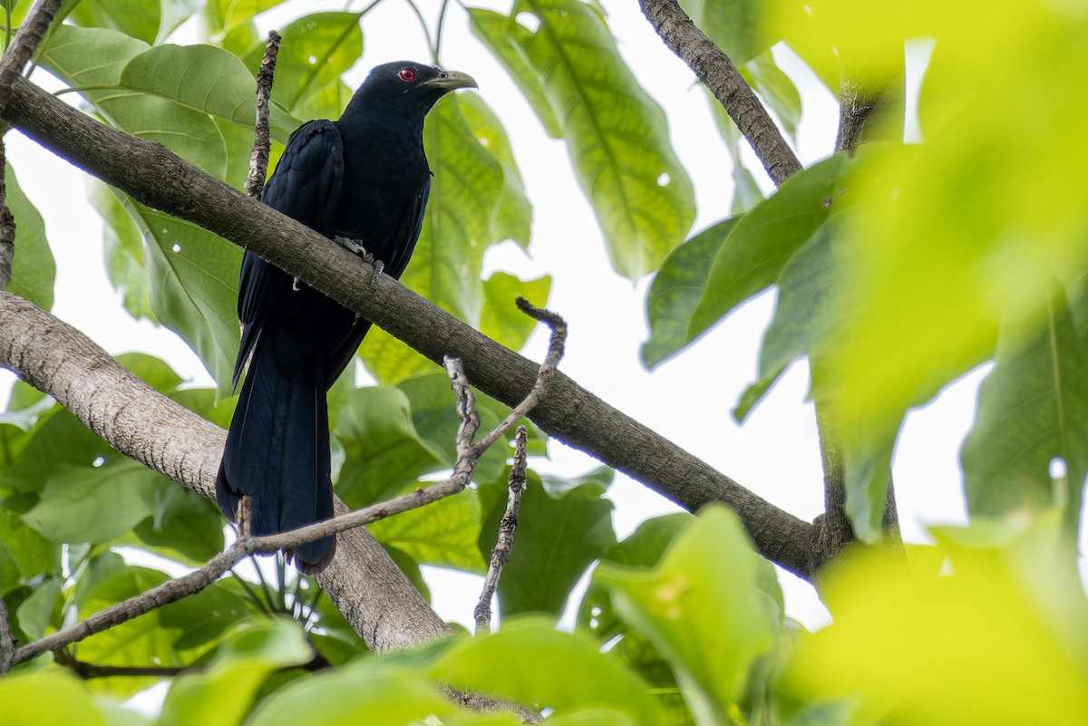 Asian Koel - ML634010717