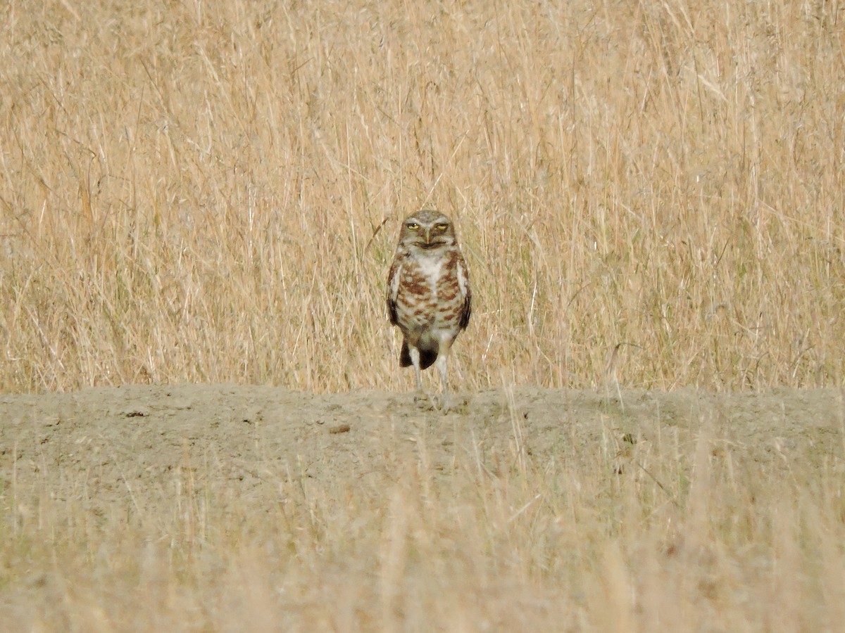 Burrowing Owl - ML63401131