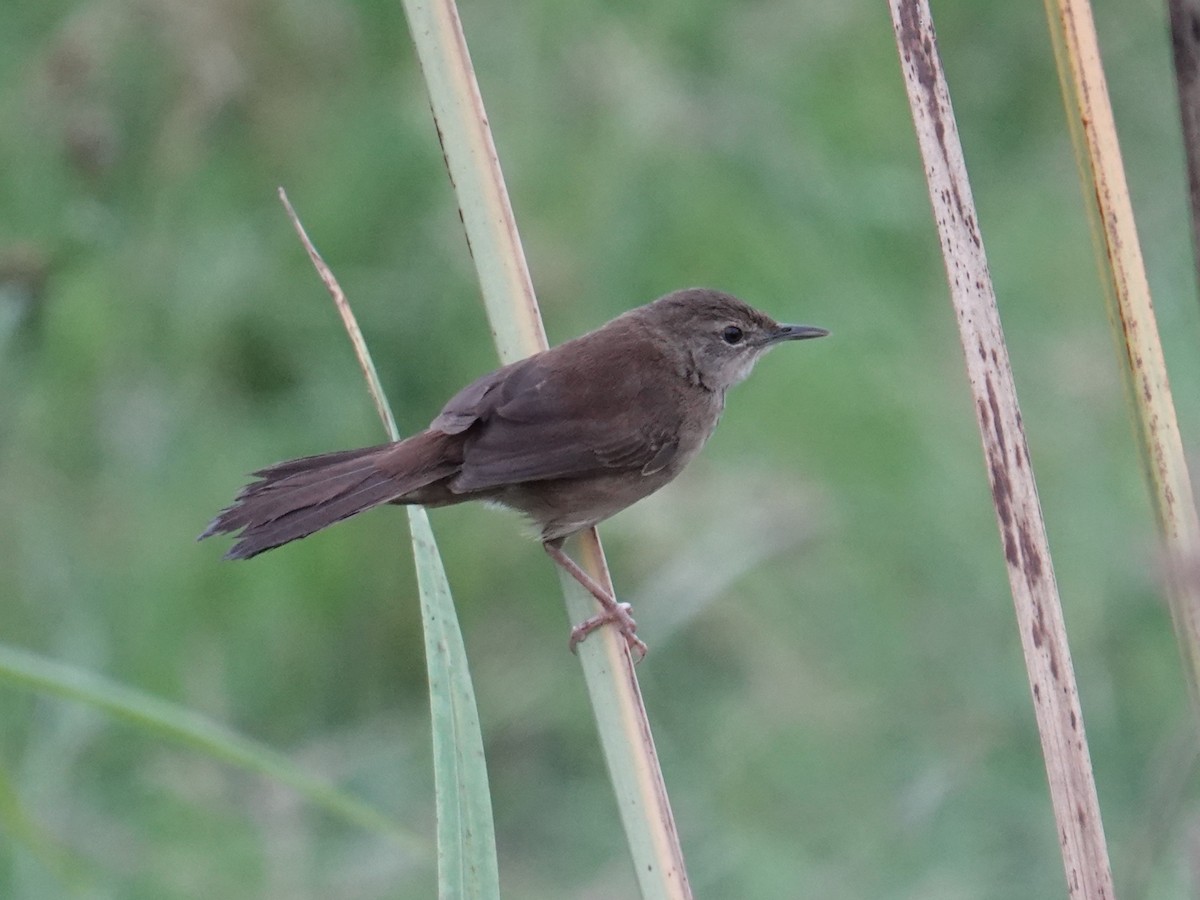 Highland Rush Warbler - ML634011322