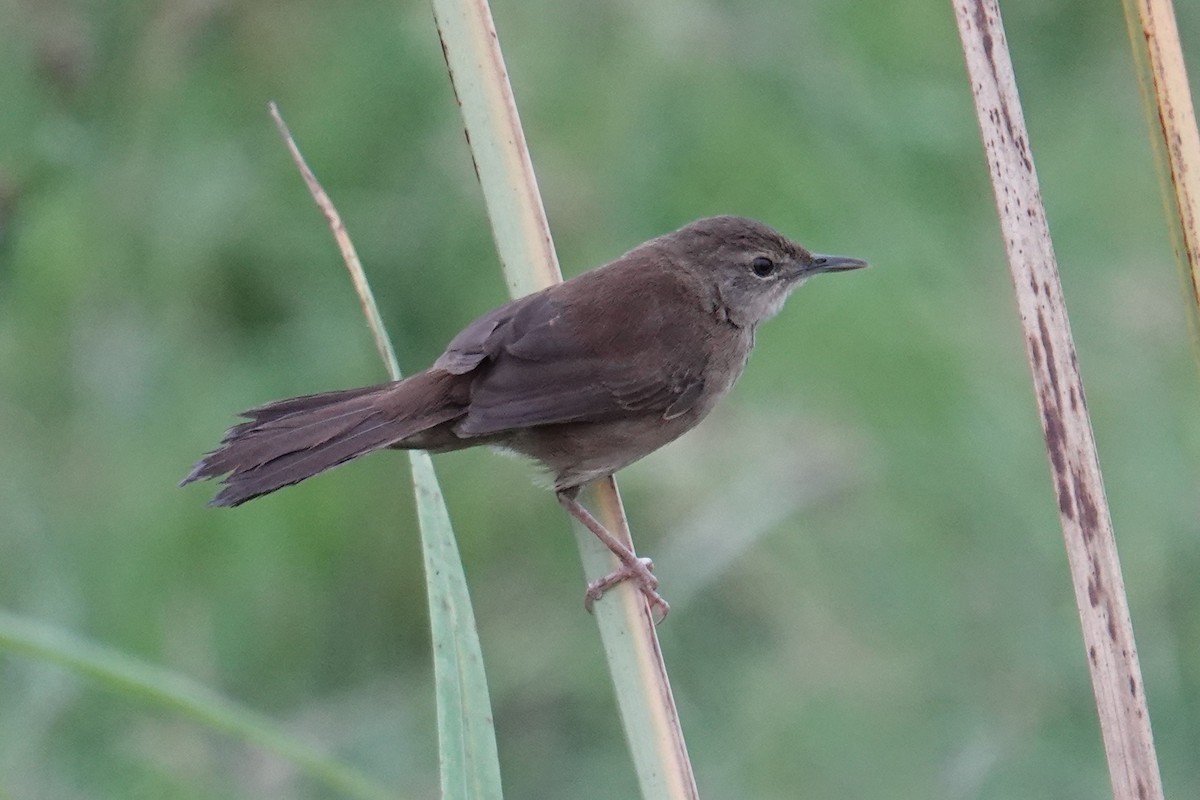 Highland Rush Warbler - ML634011323