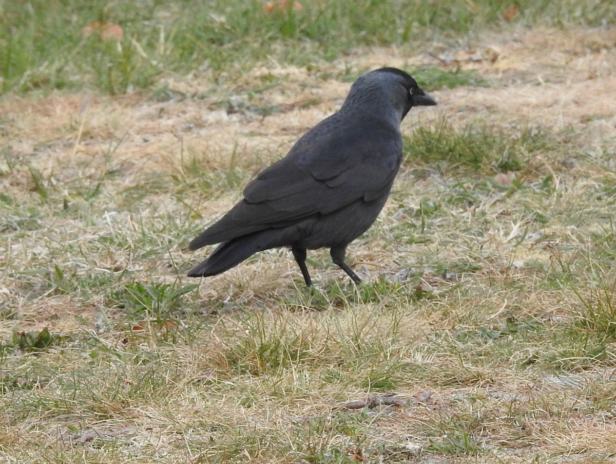 Küçük Karga - ML634011338