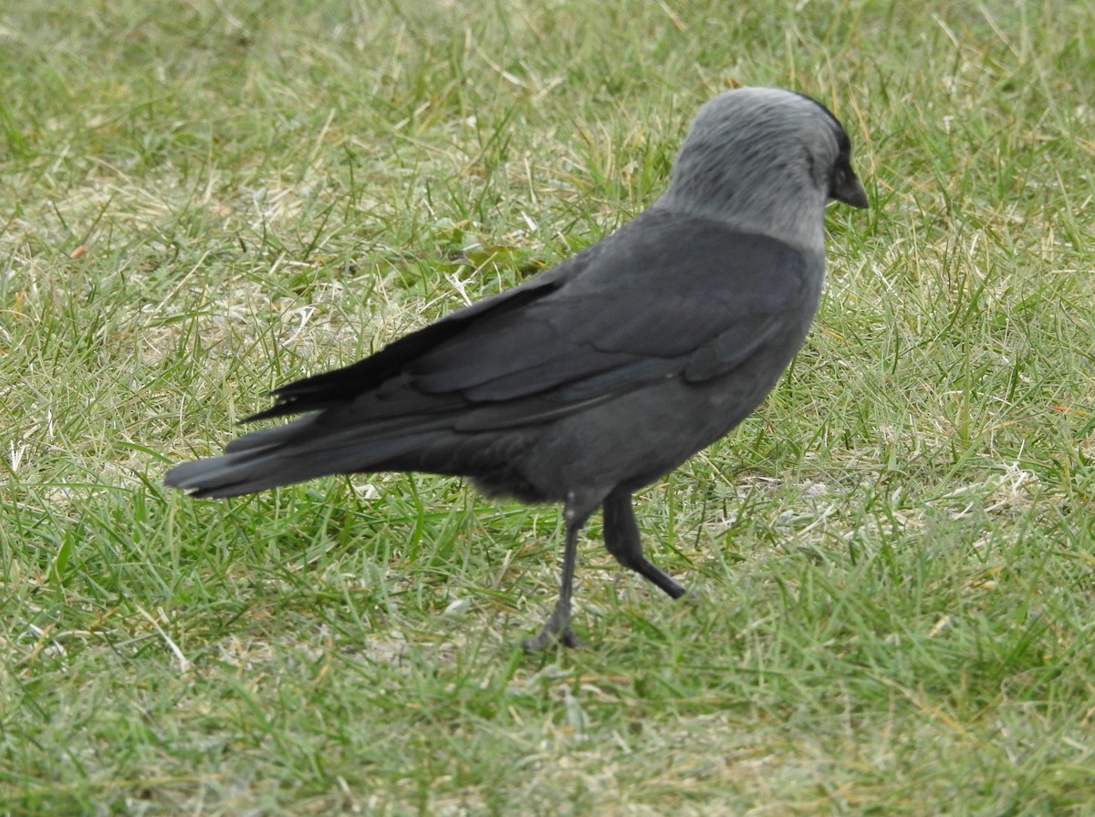 Küçük Karga - ML634011343