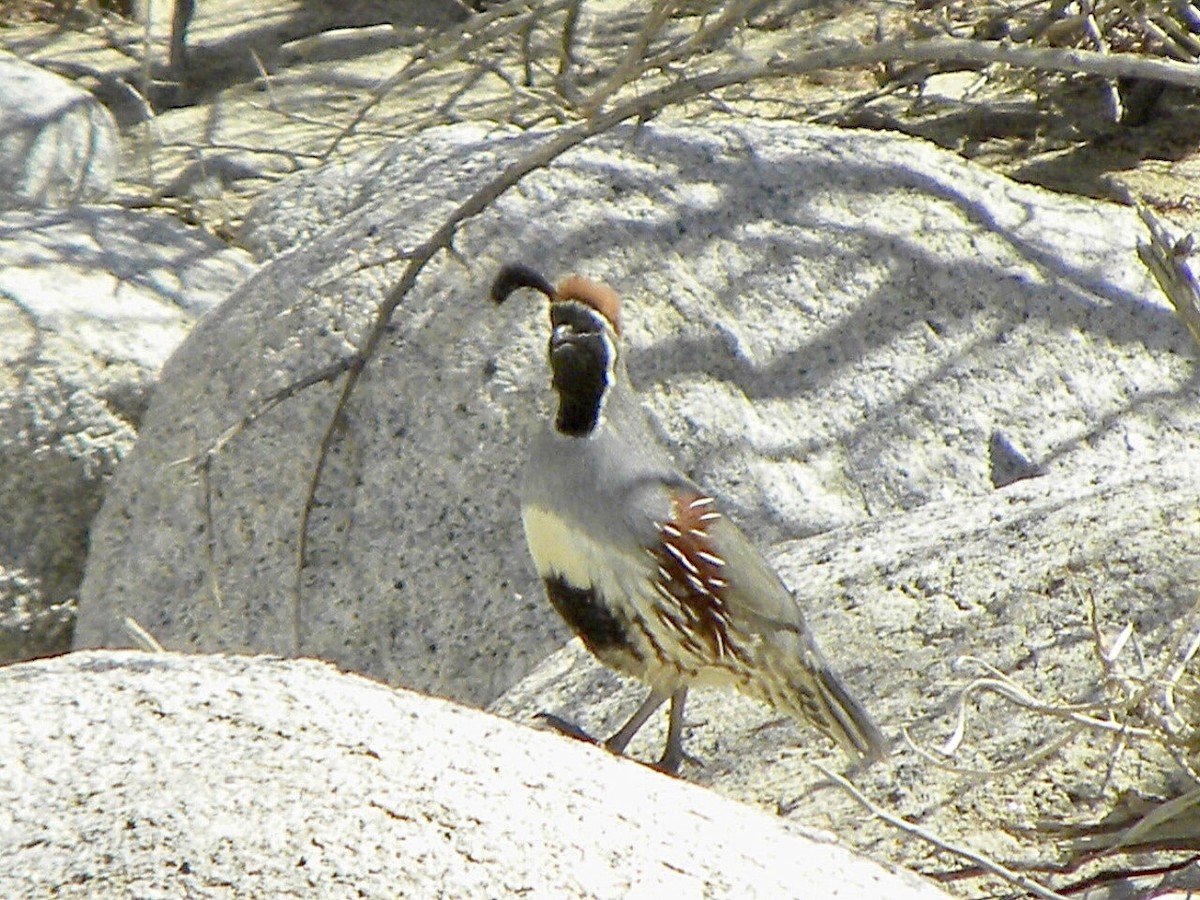 Gambel's Quail - ML634011540