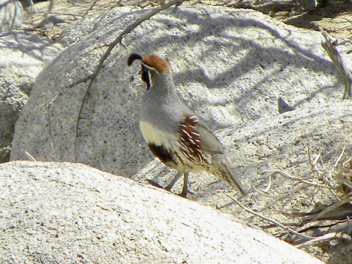Gambel's Quail - ML634011541